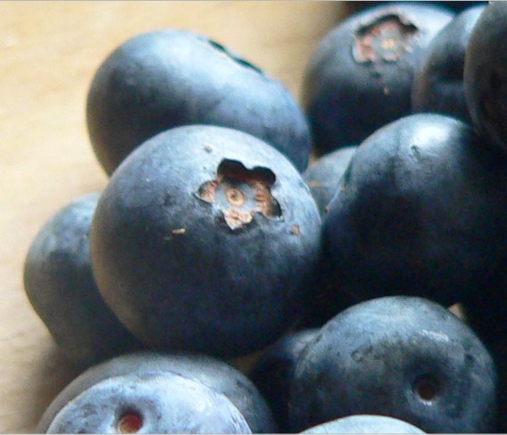 facts about blueberries