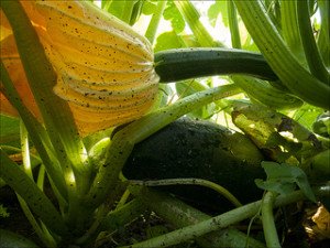 Summer Zucchini Blast Recipe