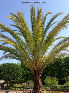 Chicago Botanic Garden Palm Tree
