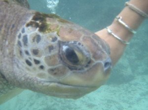 Coral World Turtle