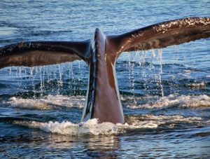 Monterey Whale Watching Tour