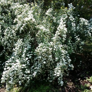 Beautiful bush from our walk