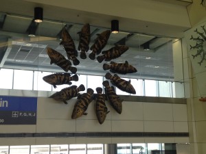 Miami Airport Fish