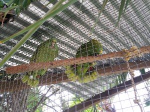 Casa Coral Parrots