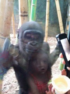 Baby Gorilla and Bella