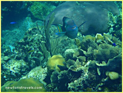 Roatan Honduras Snorkeling