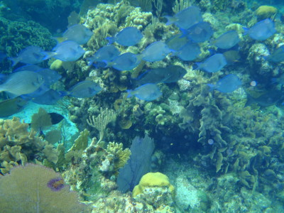 Roatan Honduras Reef