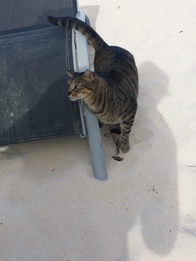 Roatan Cat