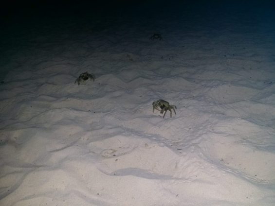 Beach Crabs at Night