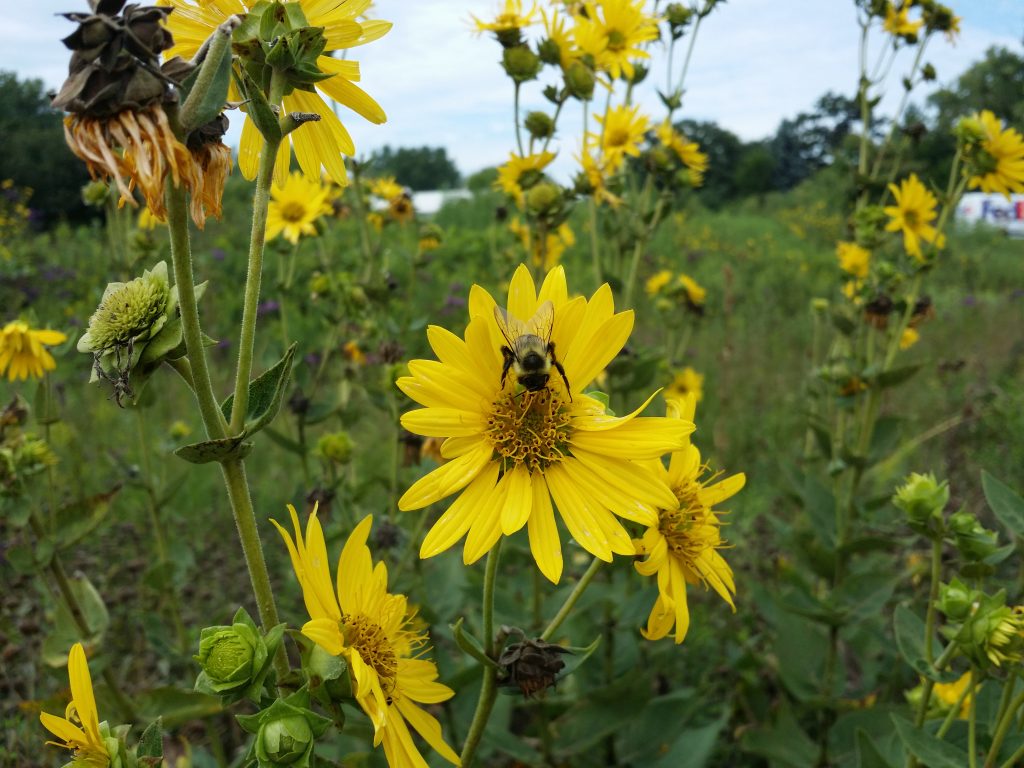 Beautiful Bumblebee