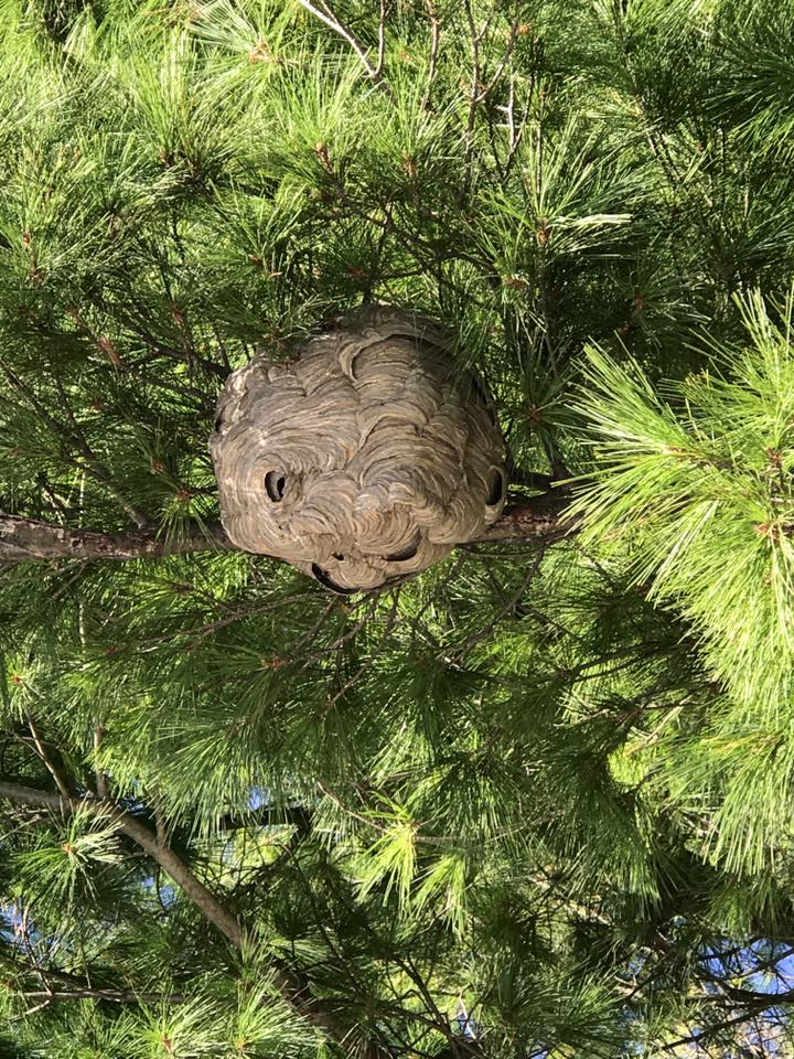 Wasp Nest in Our Tree