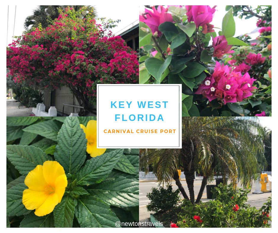 Flowers in Key West, FL