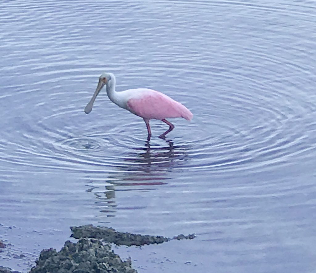 Roseate Spoonbill found in Tampa, FL